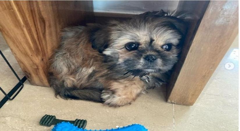 Adivi Sesh has a new 'mighty' member in his family