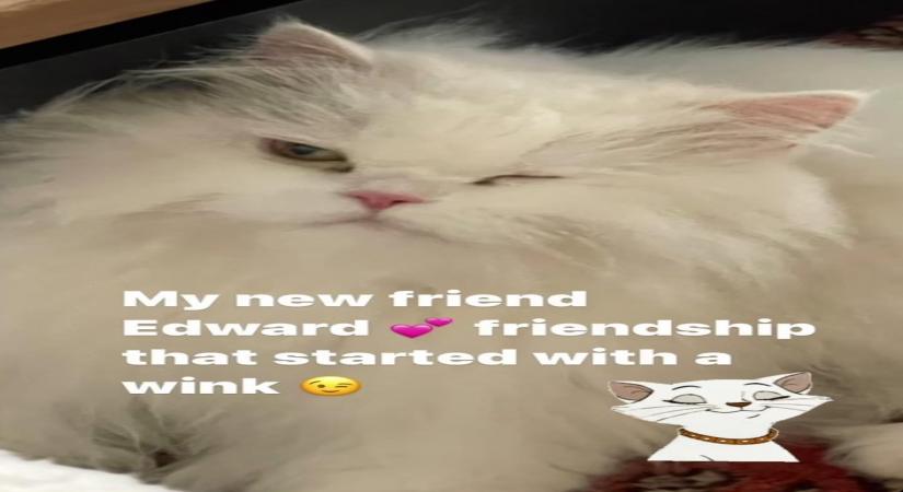 Alia's cat Edward is Neetu Kapoor's 'new friend'.(photo:instagram)