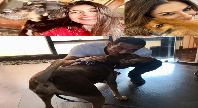 B-Town turns to pals with paws to battle lockdown blues.