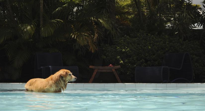 Representative image of a dog in a pool (SOURCE: UNSPLASH)
