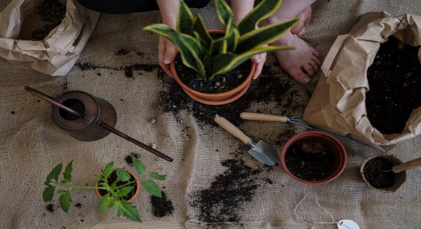 Can gardening be an effective way to fight depression?  