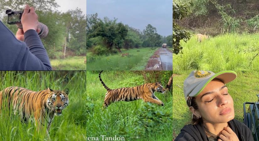 Raveena Tandon concerned about animals dying while crossing roads.(photo: Instagram)