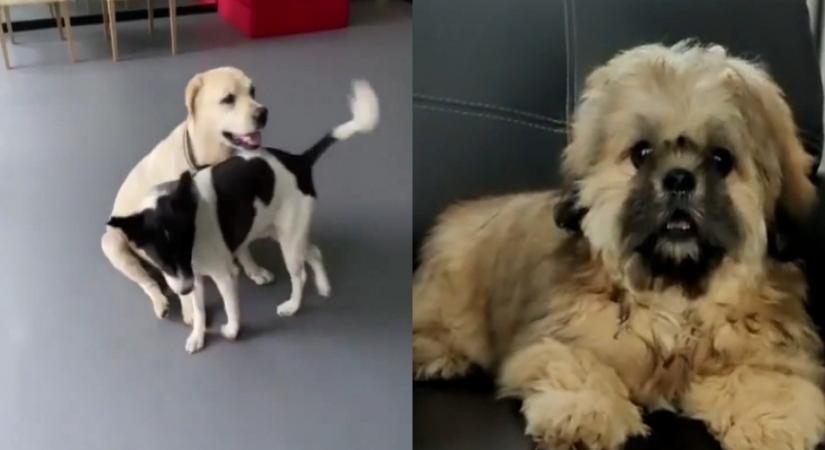Mahesh Babu, Adivi Sesh's furry friends steal the limelight.(photo:instagram)