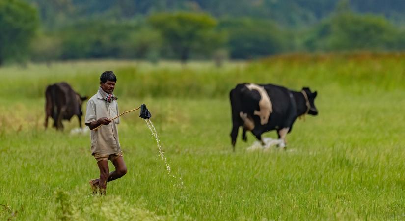 A photograph shot by Parag Kulkarni, who is an avid photographer. The photo depicts the menace of plastic, where a cowherd is removing a plastic pouch from the field.  