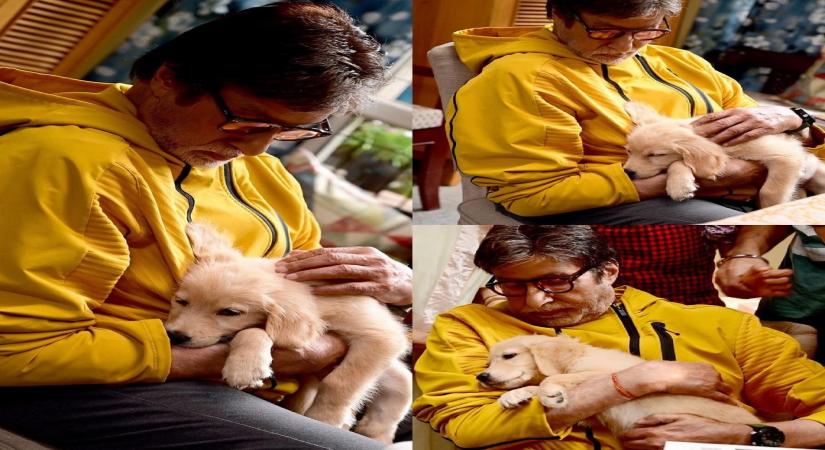 Amitabh Bachchan shares picture with 'new companion'.(photo:instagram)