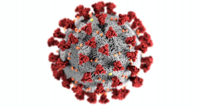 coronavirus.