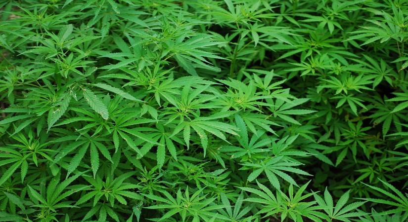 Daily marijuana use among US college students reaches 40-yr high