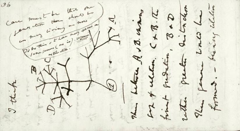 Charles Darwin, Tree of Life, 1837, Classmark DAR 121 Reproduced by kind permission of the Syndics of Cambridge University Library