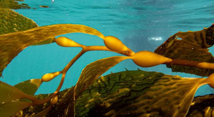 Giant Kelp underwater forests (Photo credit: Kelp Blue)