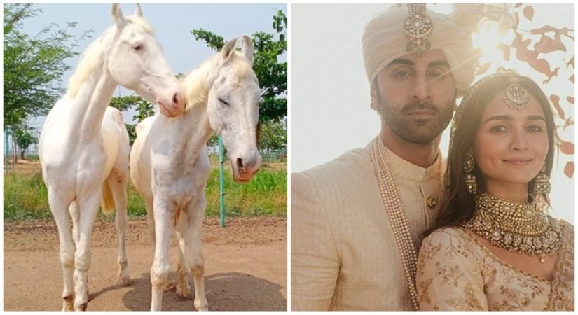 Animal welfare NGO name rescued stallion, mare Ranbir, Alia to raise awareness