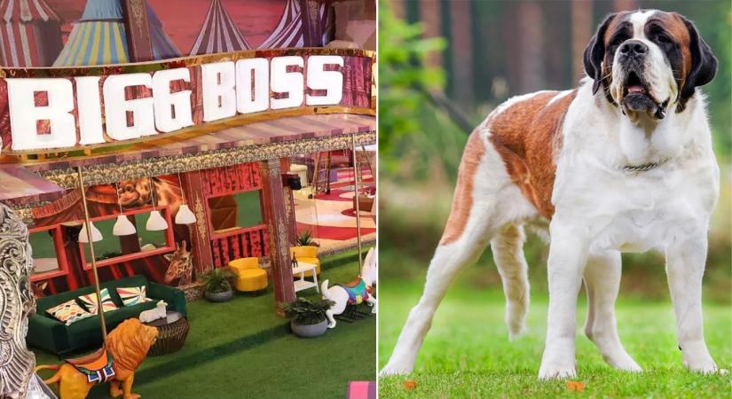 'Bigg Boss 16': New member enters the house