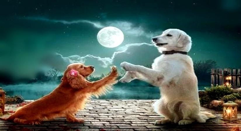 Malayalam production house makes film with 11 puppies and a rooster as the main cast, 'Valatty' to release in 5 languages.