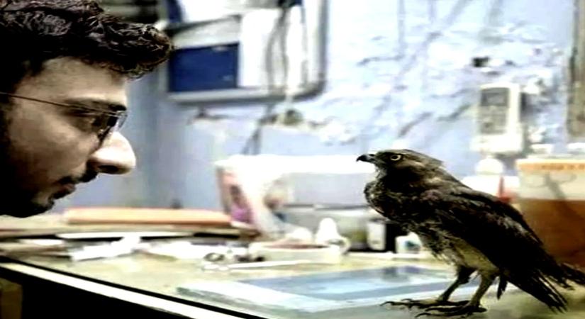 From Cannes Golden Eye to Oscar nom: The story of 'All That Breathes'.