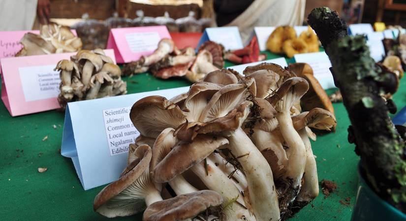 Ura Matsutake Mushroom Festival 