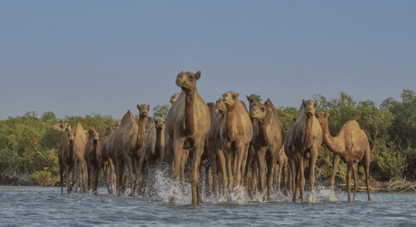  Saudi Arabia designates 2024 as the Year of Camel 