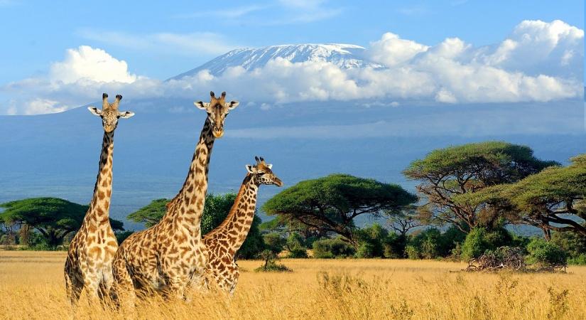Kenya, Ol Tukai Lodge, Amboseli facing Mt Kilimanjaro.