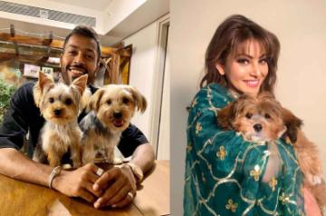India all-rounder Hardik Pandya gave the most adorable present to actress Urvashi Rautela for on her "Pagalpanti". Urvashi took to Instagram to share a cute picture of a new addition to her family, a dog which has been gifted to her as a congratulation on her performance in "Pagalpanti".