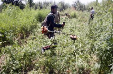 Cannabis use disorder more common in adults with pain