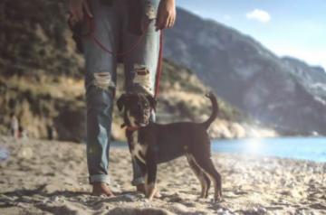 Take your pet on holiday with you