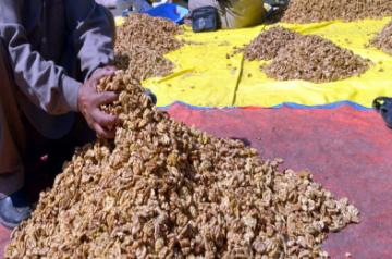 Walnuts. (File Photo: IANS)