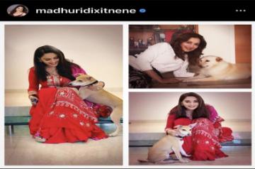 B-Town's pet parents gear up for a 'paw-erful' summer.