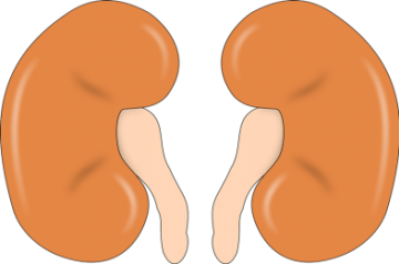 How important it is to know your kidney’s health