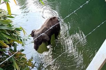 Elephant standing in a river (Source: Mohan Krishnan/Facebook)
