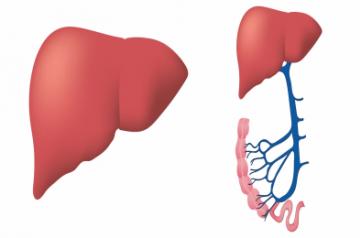 Liver.