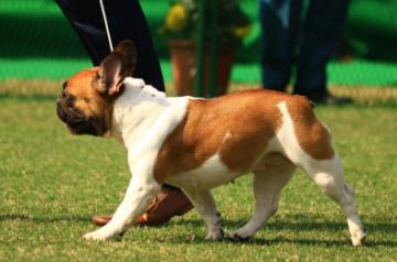 Sydney, July 6 (IANS) Young children from dog-owning households have better social and emotional wellbeing compared to those who do not own a dog, say researchers.