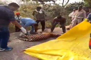 One-year-old tigress killed in Panna reserve.