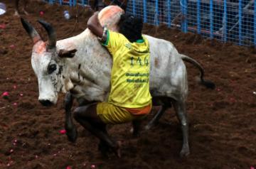 'Jallikattu' out of Oscar race, shortlists in 9 categories announced. (Photo: R.Parthibhan/IANS)