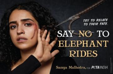 Sanya Malhotra joins forces with PETA India against elephant 'joyrides'.