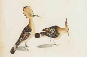 Hoopoe (Upapa epos)