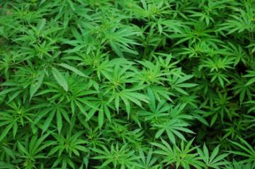 Daily marijuana use among US college students reaches 40-yr high