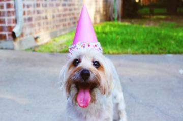 'Pawsome' ways to celebrate your dog's birthday