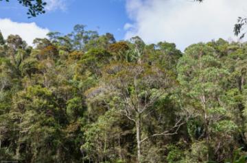 Global conservation, trade regulation under CITES for 34,000 plant species