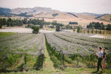 Exploring the alluring wine regions of New Zealand